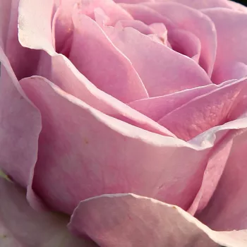 Rosa Terra Limburgia™ - rosa sin fragancia - Árbol de Rosas Floribunda - rosal de pie alto - rosado morado - Jozef Orye- forma de corona tupida - Rosal de árbol con multitud de flores que se abren en grupos no muy densos.