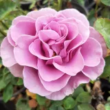 Drevesne vrtnice - roza - vijolična - Rosa Terra Limburgia™ - Vrtnica brez vonja