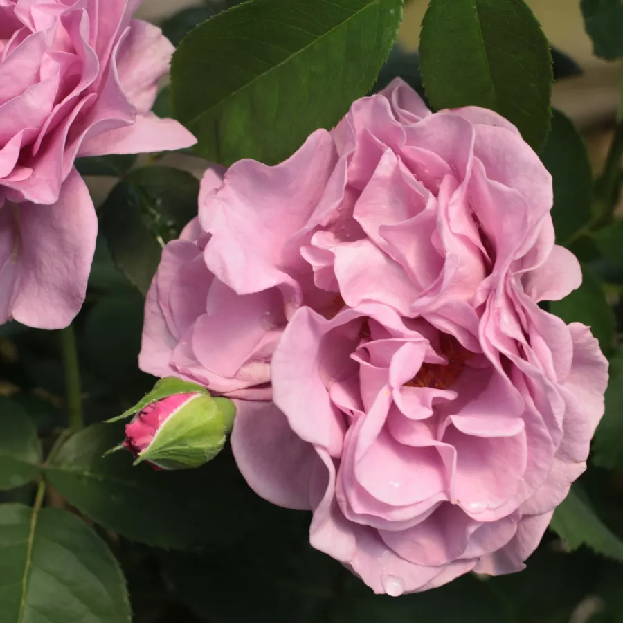 Trandafiri Floribunda - Trandafiri - Terra Limburgia™ - comanda trandafiri online