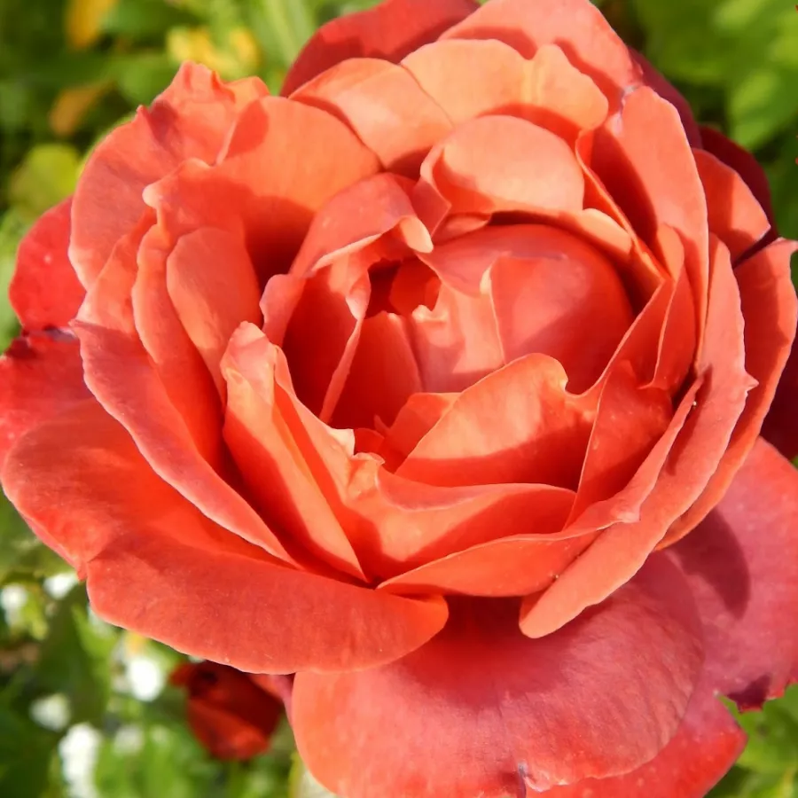 červený - Ruža - Terracotta® - Ruže - online - koupit