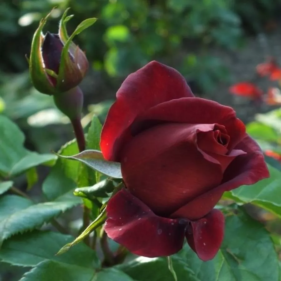 Diszkrét illatú rózsa - Rózsa - Terracotta® - Online rózsa rendelés