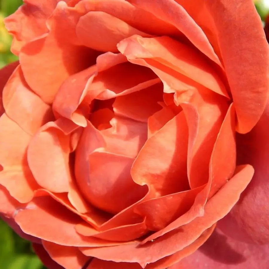 Hybrid Tea - Ruža - Terracotta® - Narudžba ruža