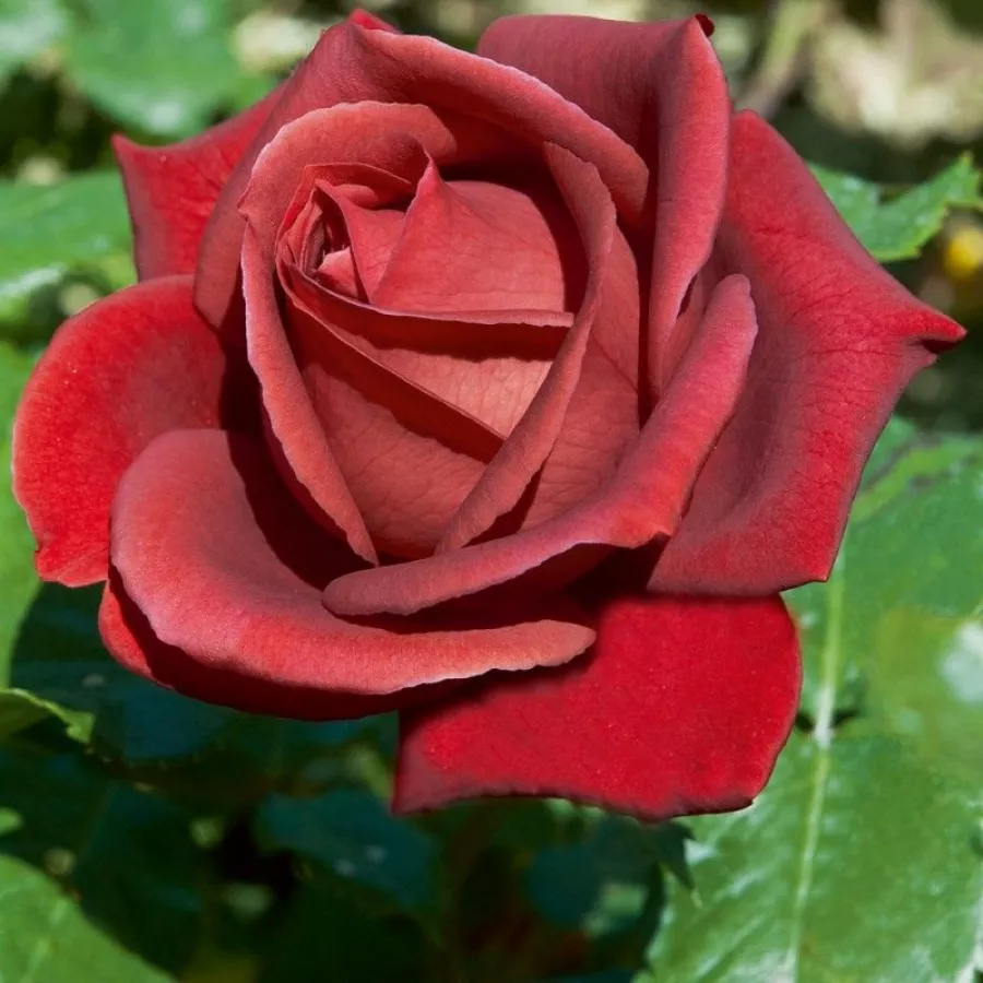 Rojo - Rosa - Terracotta® - rosal de pie alto