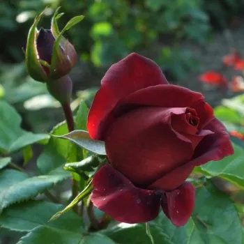 Rosa Terracotta® - roșu - trandafiri pomisor - Trandafir copac cu trunchi înalt – cu flori teahibrid