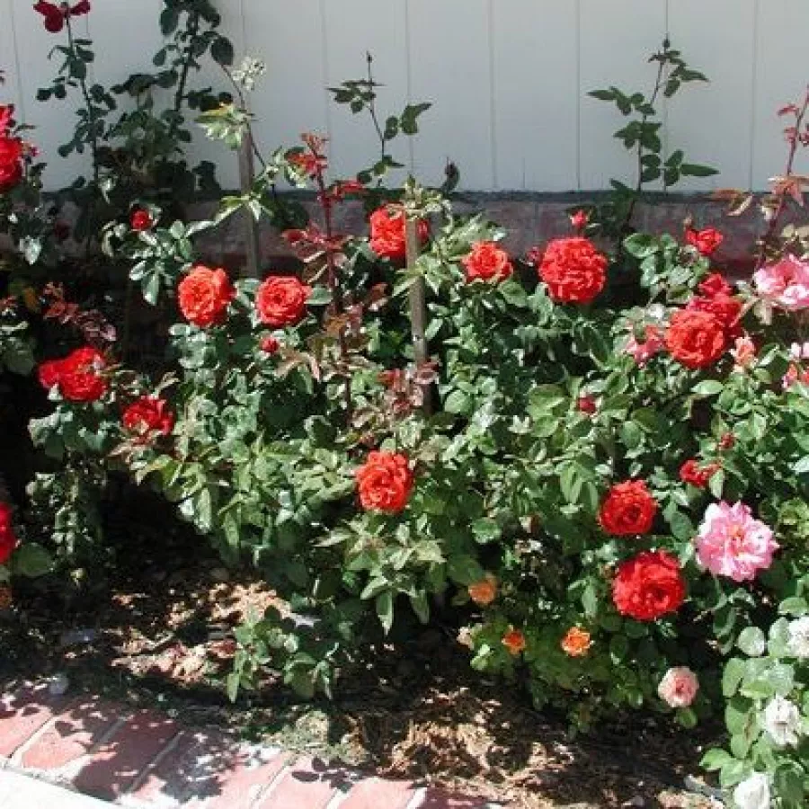 120-150 cm - Róża - Terracotta® - 