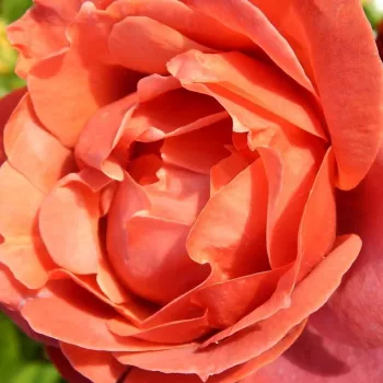 Rózsák webáruháza. - vörös - teahibrid virágú - magastörzsű rózsafa - Terracotta® - diszkrét illatú rózsa - ánizs aromájú
