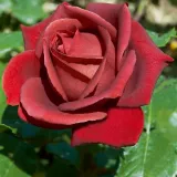 Stromčekové ruže - červený - Rosa Terracotta® - mierna vôňa ruží - aróma