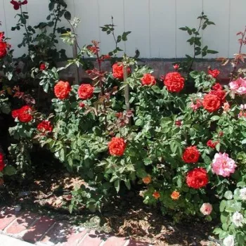 Czerwony - róża wielkokwiatowa - Hybrid Tea   (100-120 cm)