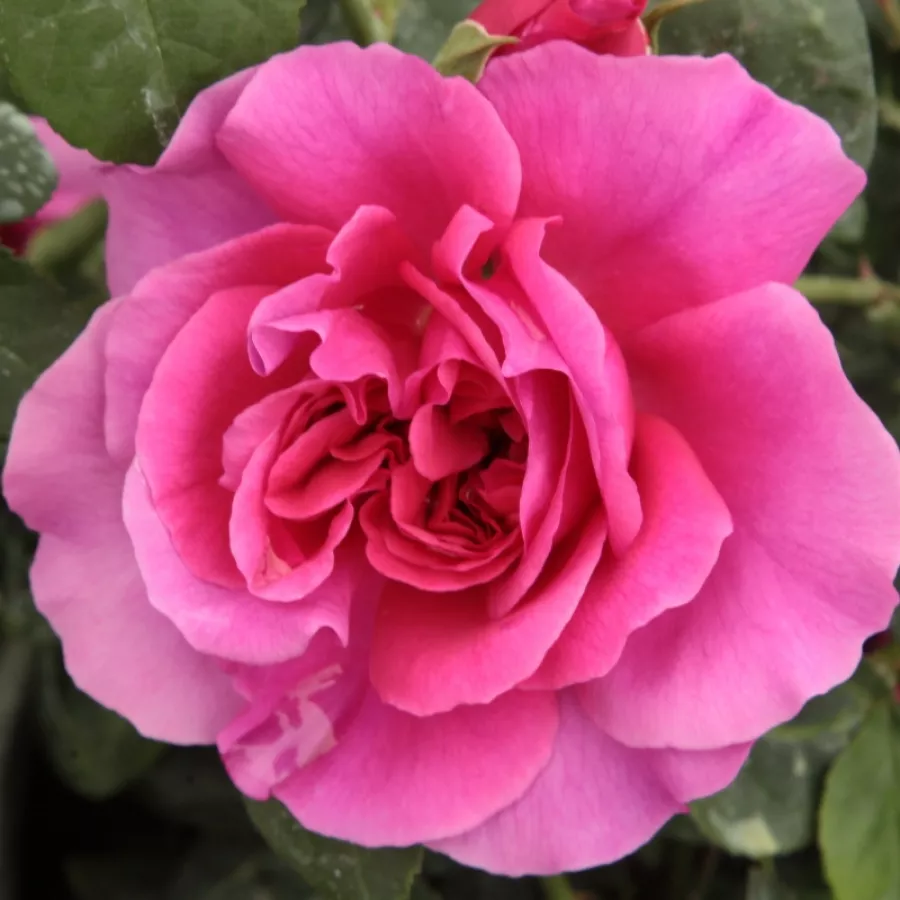 Angielska róża - Róża - The Dark Lady - Szkółka Róż Rozaria