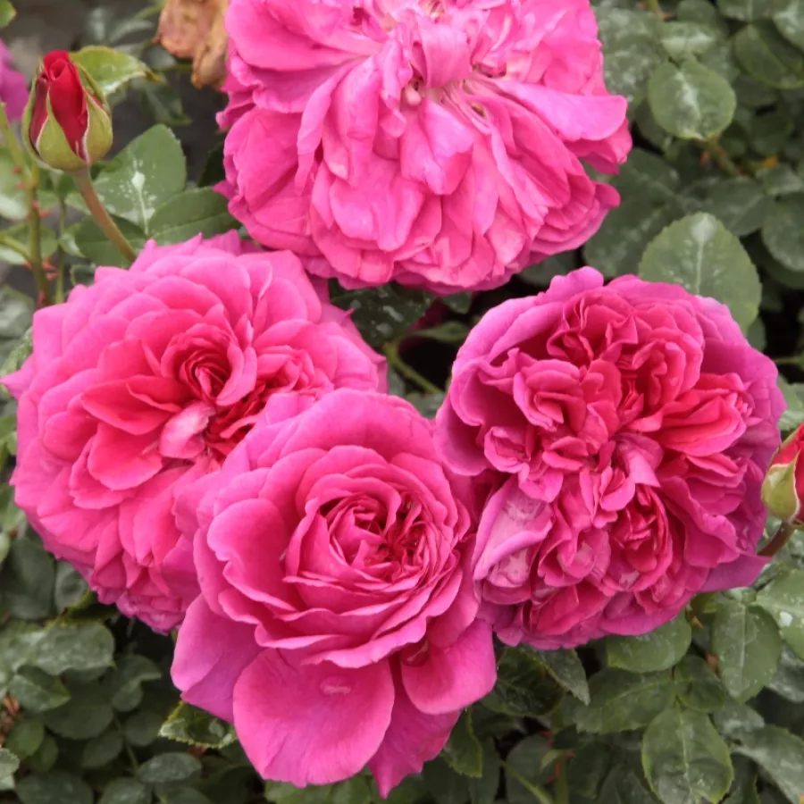 Rosso - Rosa - The Dark Lady - Produzione e vendita on line di rose da giardino