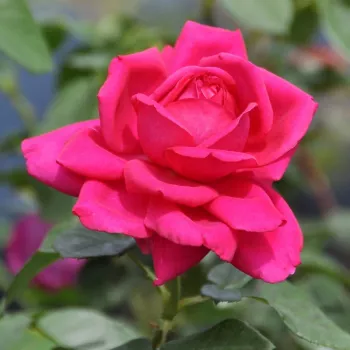 Rosa The Dark Lady - červený - anglická ruža