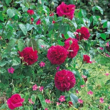 Karmazsinvörös - rózsaszín árnyalat - angol rózsa - diszkrét illatú rózsa - mangó aromájú