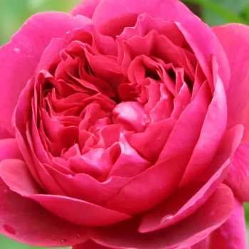 Ruže - online - koupit - anglická ruža - červený - mierna vôňa ruží - mango aróma - The Dark Lady - (100-120 cm)