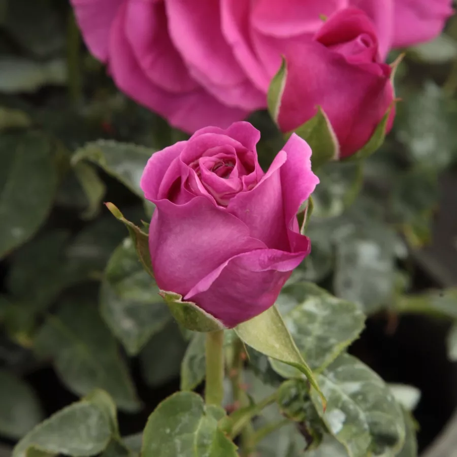 árbol de rosas híbrido de té – rosal de pie alto - Rosa - The Dark Lady - rosal de pie alto