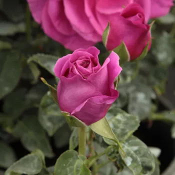 Rosa The Dark Lady - roșu - trandafiri pomisor - Trandafir copac cu trunchi înalt – cu flori teahibrid