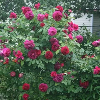 Rouge foncé - Fleurs hybrid de thé - rosier à haute tige - buissonnant