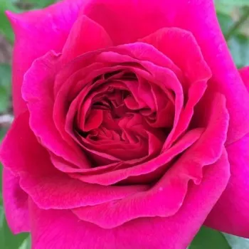 Rosa The Dark Lady - parfum discret - Fleurs hybrid de thé - rosier à haute tige - rouge - David Austin - buissonnant - -