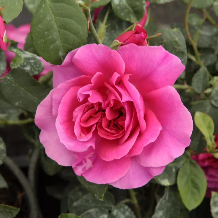 Trandafir cu parfum discret - Trandafiri - The Dark Lady - comanda trandafiri online
