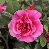Trandafiri englezești - trandafir cu parfum discret - comanda trandafiri online - Rosa The Dark Lady - roșu