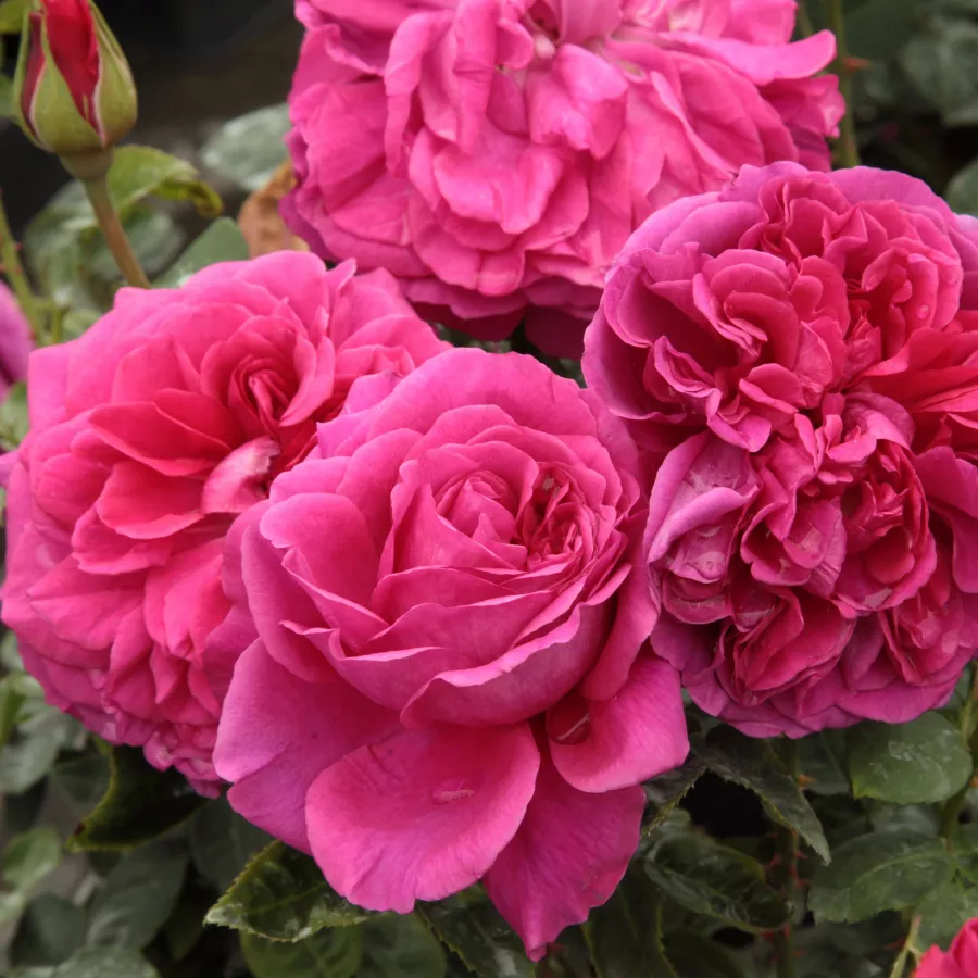 Trandafiri englezești - Trandafiri - The Dark Lady - comanda trandafiri online