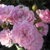 Rózsaszín - talajtakaró rózsa - Online rózsa vásárlás - Rosa The Fairy - nem illatos rózsa