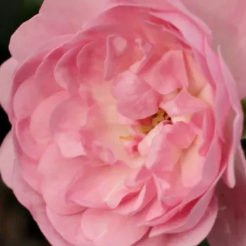 Rózsa kertészet - rózsaszín - talajtakaró rózsa - The Fairy - nem illatos rózsa - (50-90 cm)