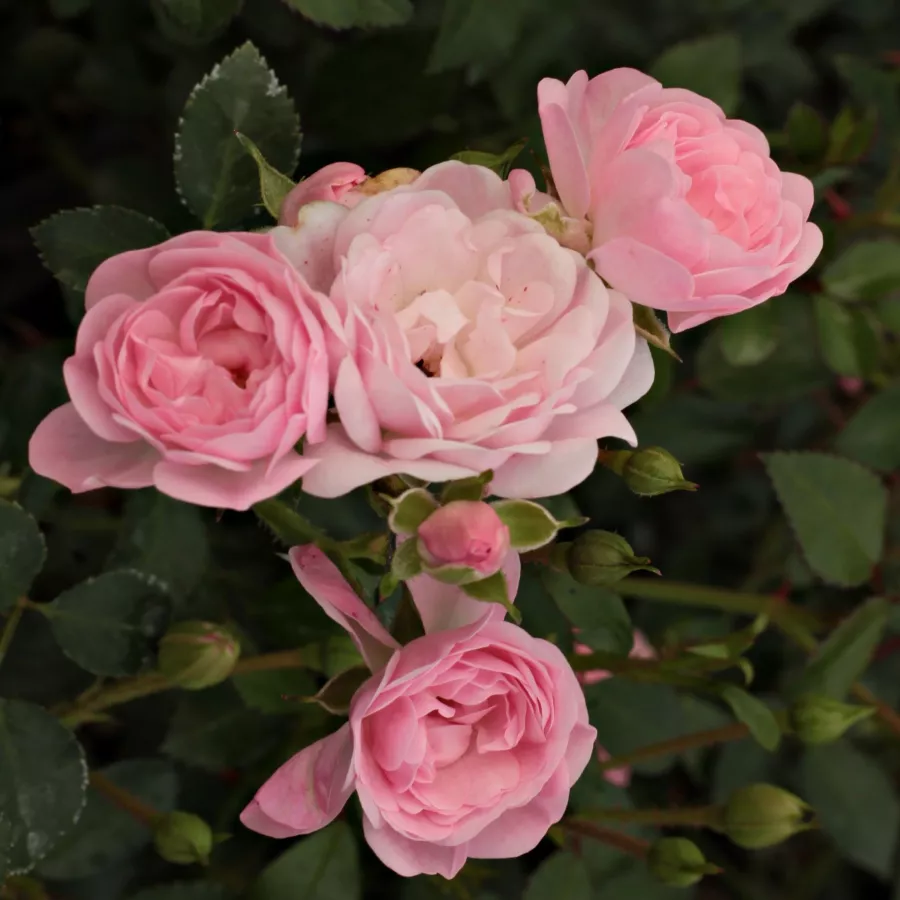 Różowy - Róża - The Fairy - Szkółka Róż Rozaria