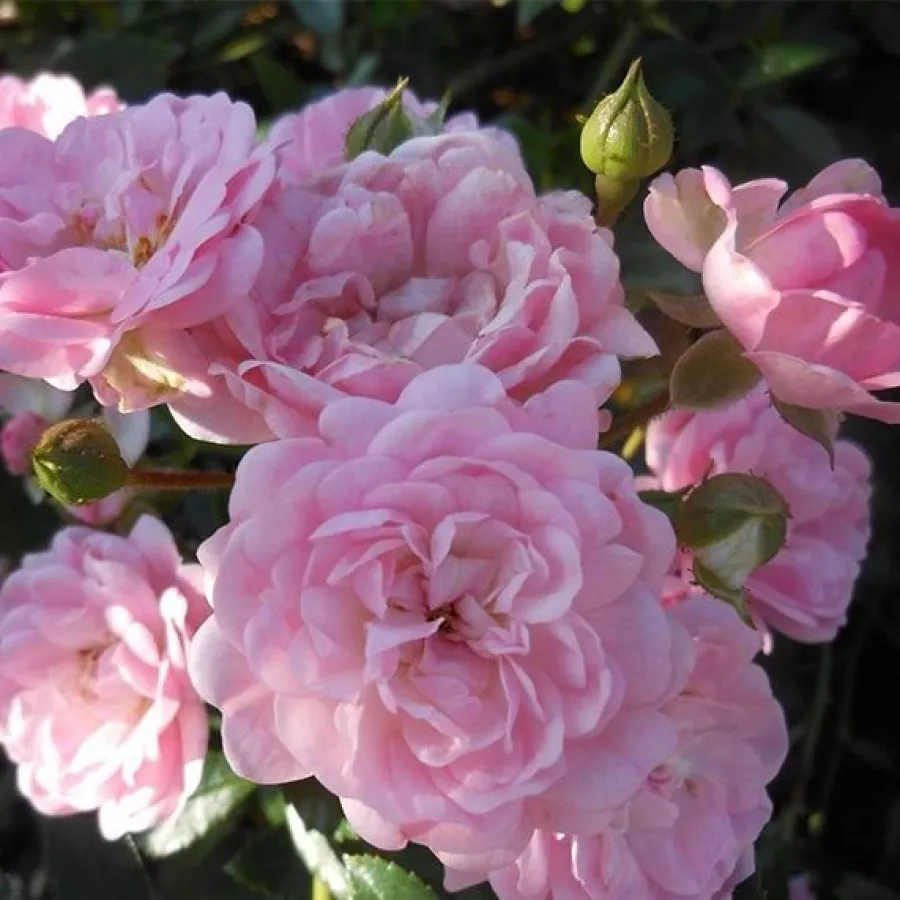 Rózsaszín - Rózsa - The Fairy - Kertészeti webáruház