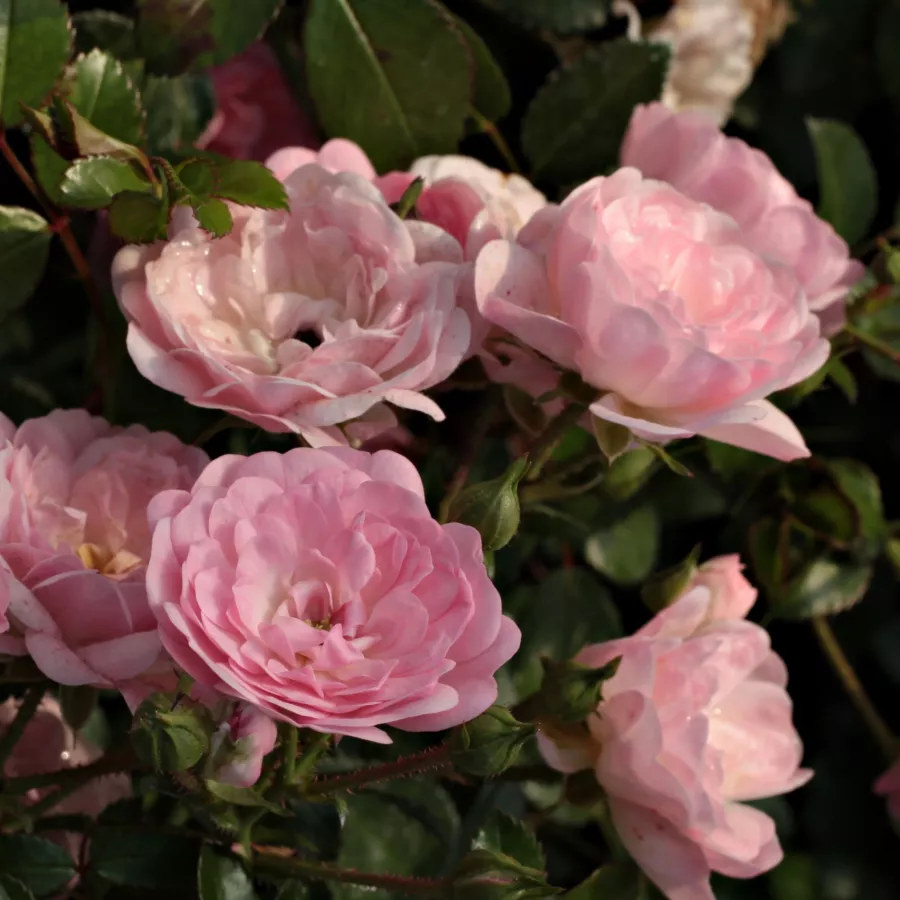 Róża pienna - Róże pienne - z drobnymi kwiatami - Róża - The Fairy - 