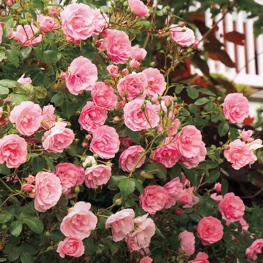 120-150 cm - Rosa - The Fairy - rosal de pie alto