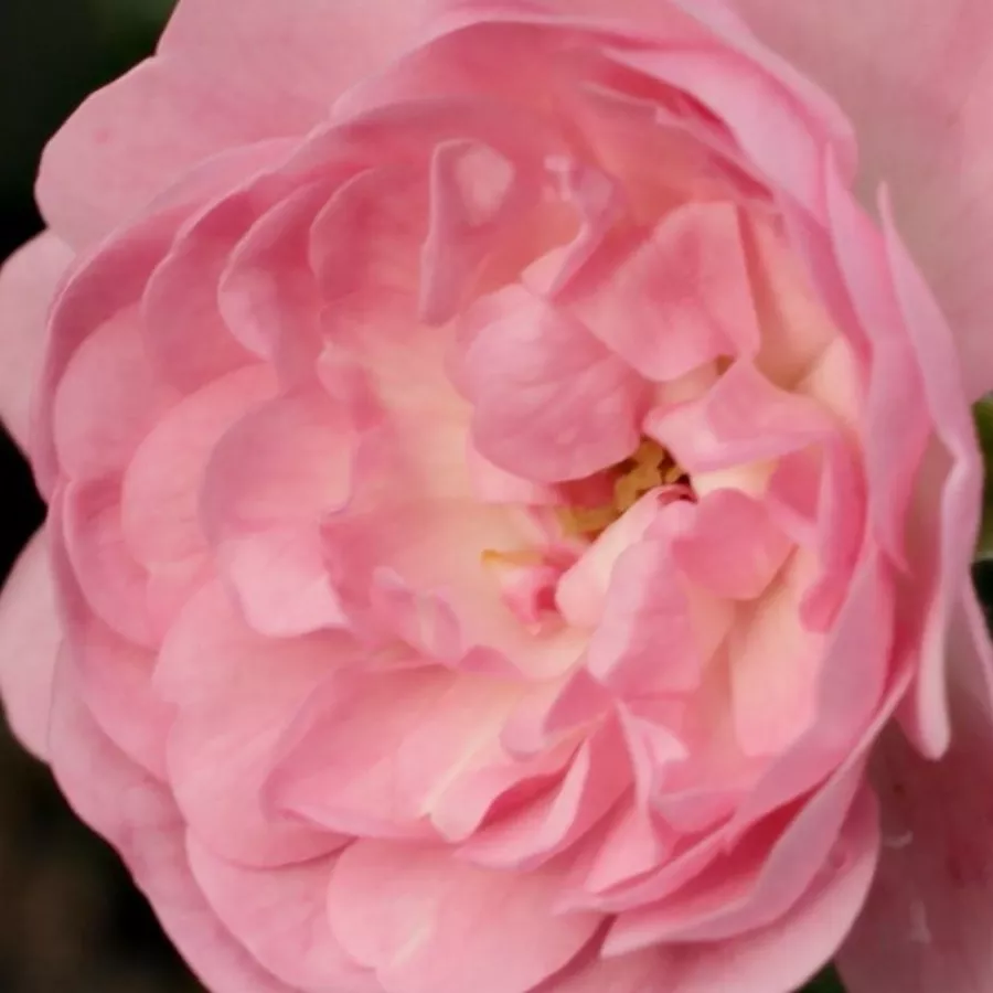 En grupo - Rosa - The Fairy - rosal de pie alto