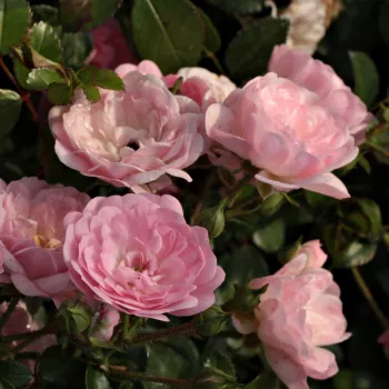 Rosa The Fairy - rózsaszín - apróvirágú - magastörzsű rózsafa
