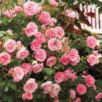 Roz pal - trandafiri pomisor - Trandafir copac cu trunchi înalt – cu flori mărunți
