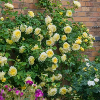 Világossárga - angol rózsa - közepesen illatos rózsa - centifólia aromájú