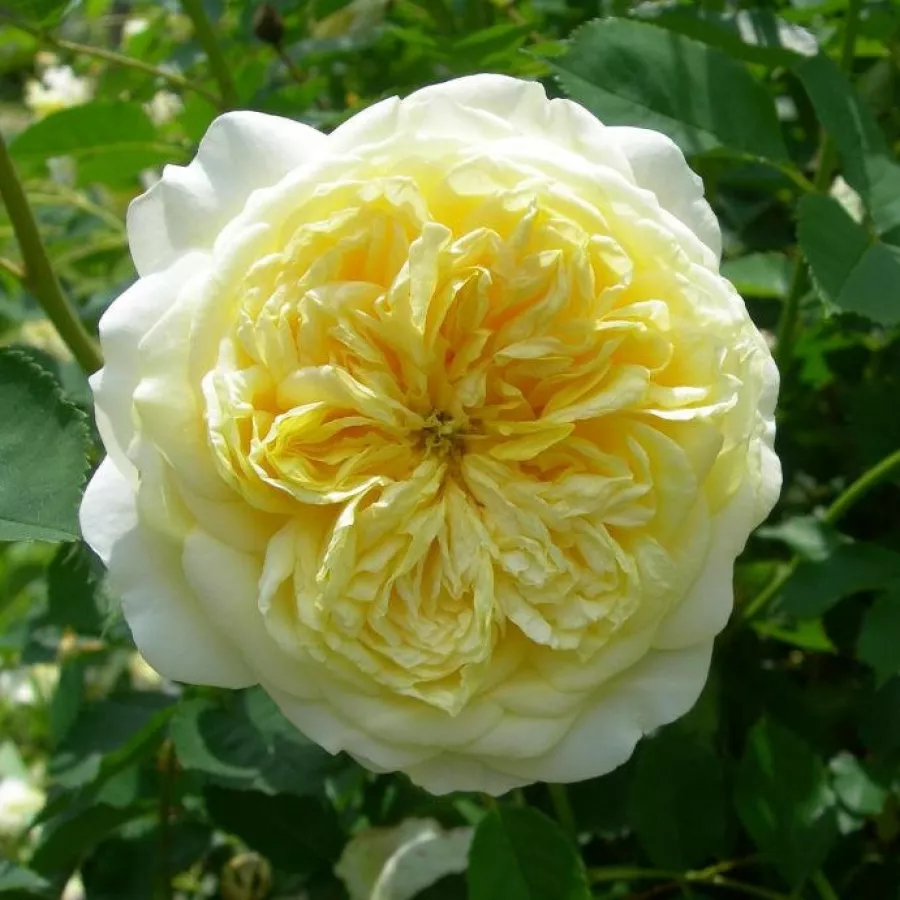 Angielska róża - Róża - The Pilgrim - Szkółka Róż Rozaria