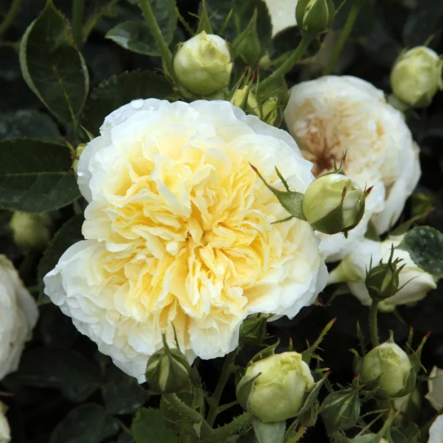Giallo - Rosa - The Pilgrim - Produzione e vendita on line di rose da giardino