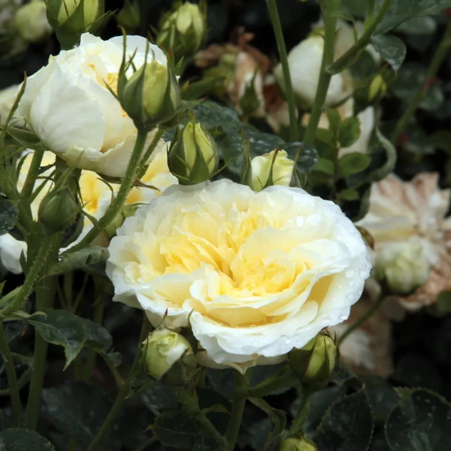 Róża ze średnio intensywnym zapachem - Róża - The Pilgrim - Szkółka Róż Rozaria