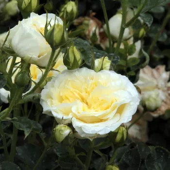 Rosa The Pilgrim - žuta boja - Engleska ruža