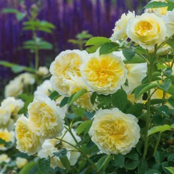 Világossárga - angol rózsa - közepesen illatos rózsa - centifólia aromájú