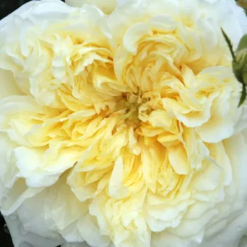Rózsa kertészet - angol rózsa - sárga - közepesen illatos rózsa - centifólia aromájú - The Pilgrim - (100-300 cm)