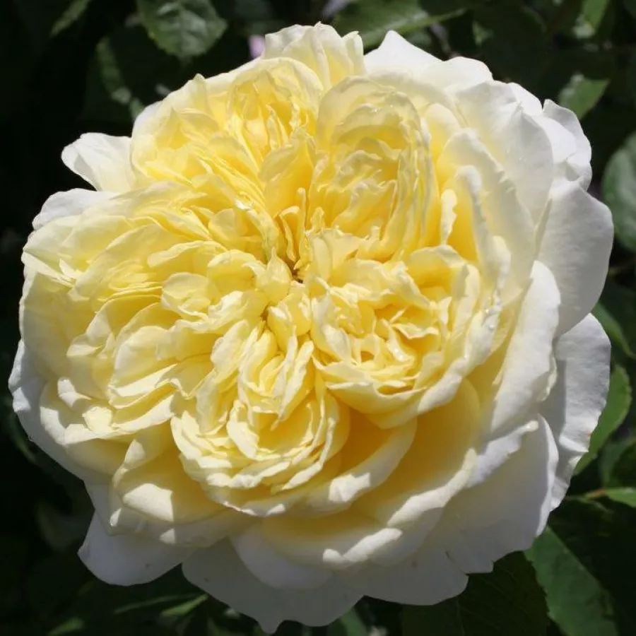 Amarillo - Rosa - The Pilgrim - rosal de pie alto