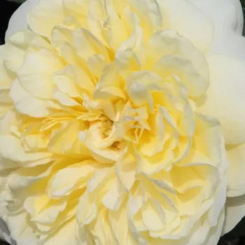 Online rózsa rendelés  - sárga - magastörzsű rózsa - angolrózsa virágú - The Pilgrim - közepesen illatos rózsa - centifólia aromájú