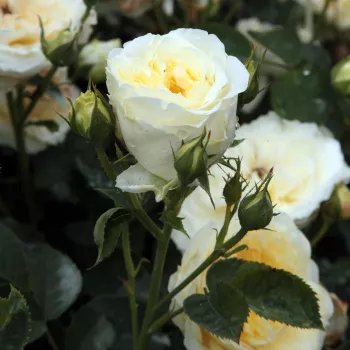 Rosa The Pilgrim - jaune - rosier haute tige - Rosier aux fleurs anglaises