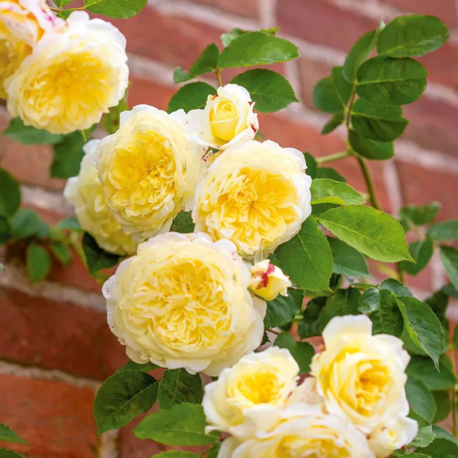 Trandafiri englezești - Trandafiri - The Pilgrim - comanda trandafiri online