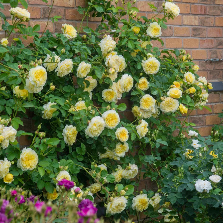 Plină, densă - Trandafiri - The Pilgrim - comanda trandafiri online
