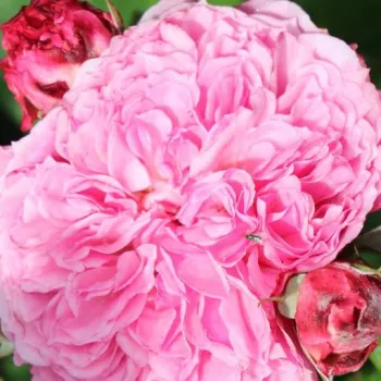 Rózsa kertészet - rózsaszín - virágágyi floribunda rózsa - Theo Clevers™ - intenzív illatú rózsa - pézsmás aromájú - (70-80 cm)