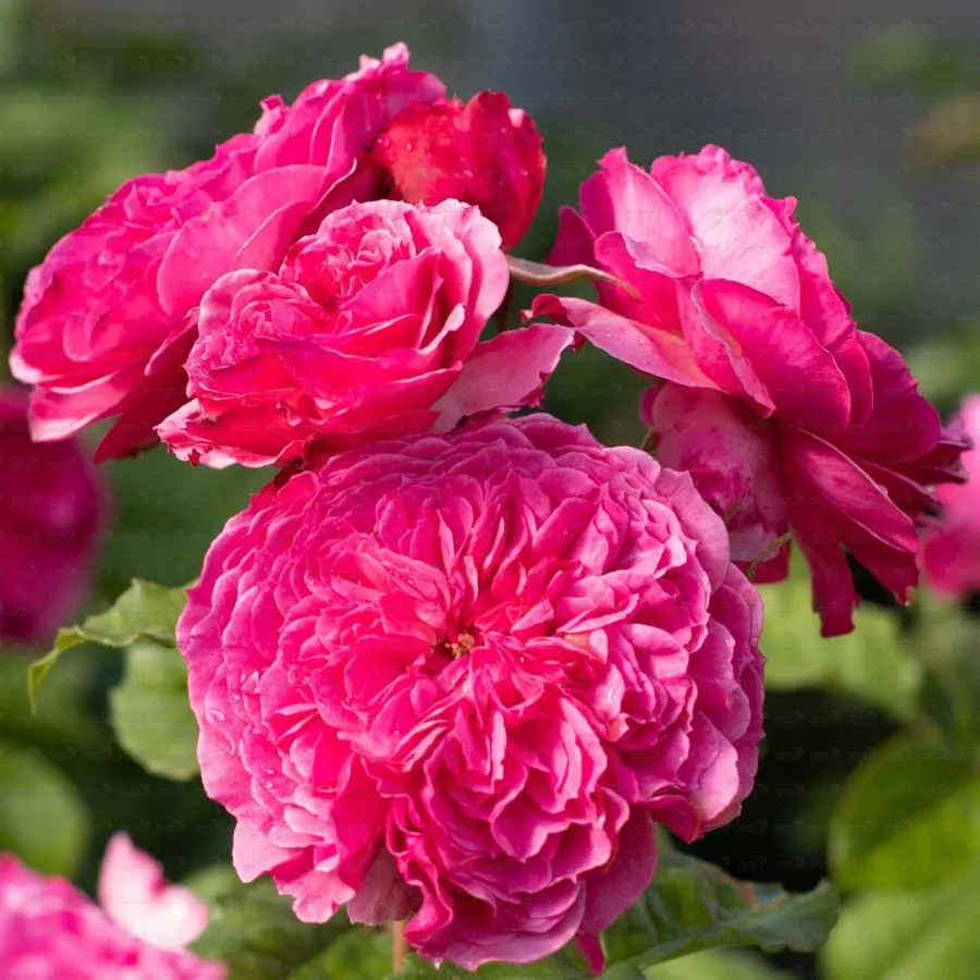 Vrtnice Floribunda - Roza - Theo Clevers™ - Na spletni nakup vrtnice