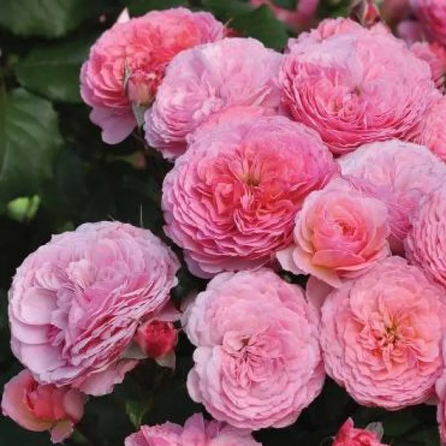 Różowy - Róża - Theo Clevers™ - Szkółka Róż Rozaria