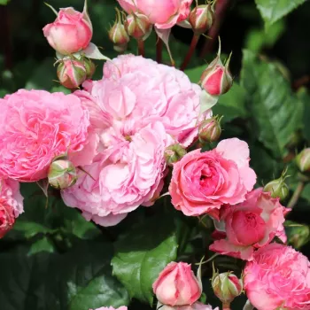 Rosa Theo Clevers™ - roz - Trandafiri Floribunda
