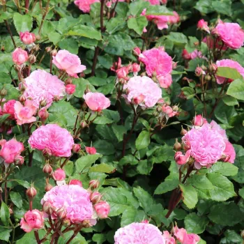 Rózsaszín - virágágyi floribunda rózsa - intenzív illatú rózsa - pézsmás aromájú